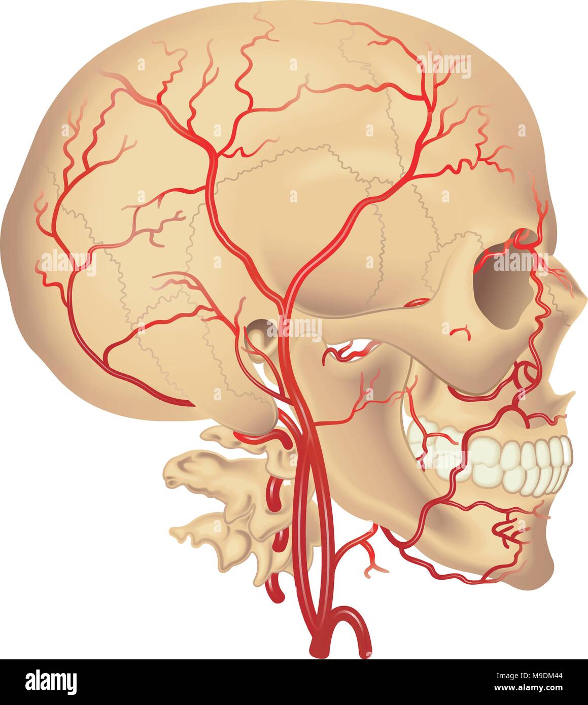 vector medical illustration of  distribution of the carotid artery Stock Vector
