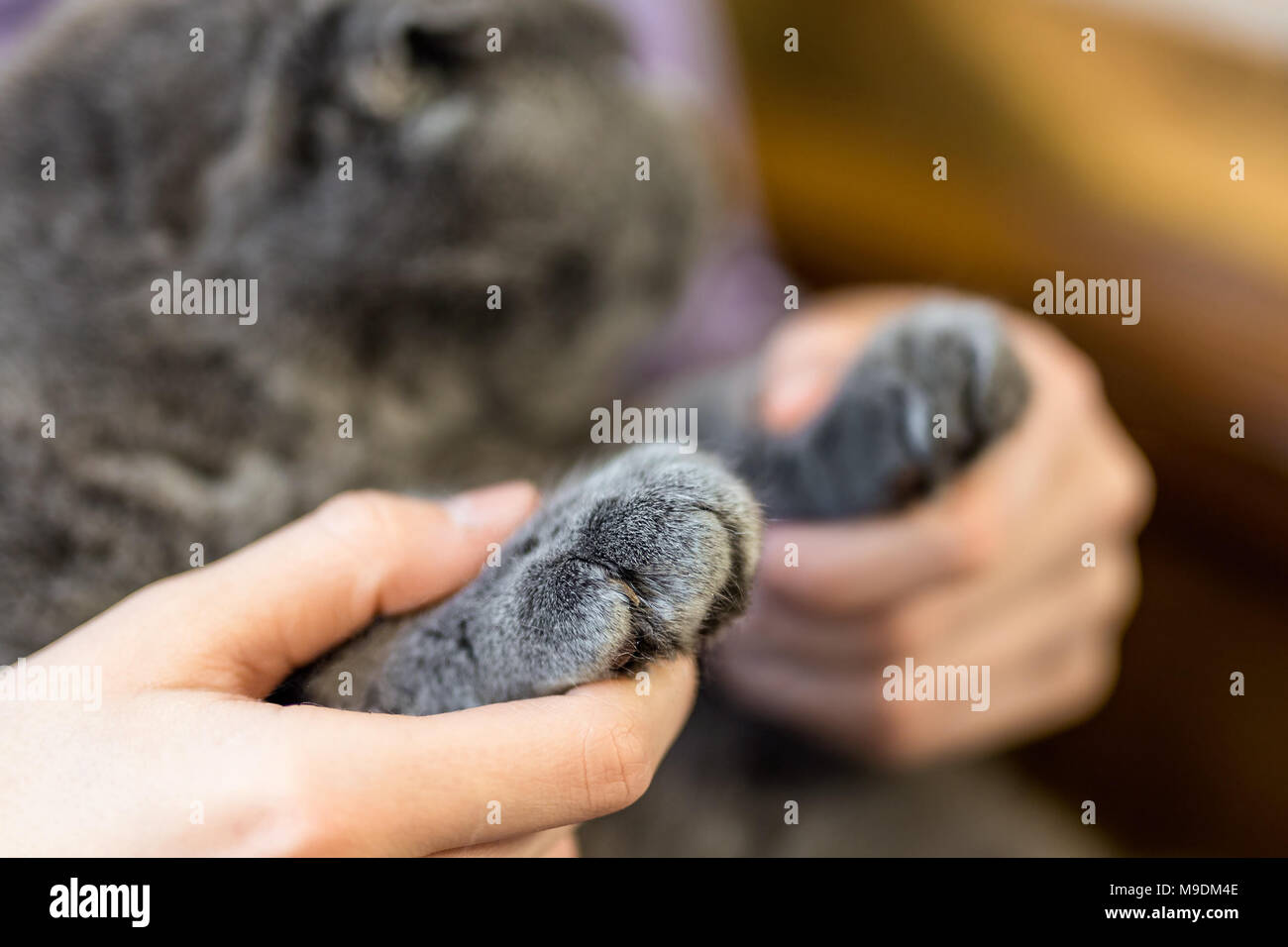 Closeup fluffy cat's paw in human hands. Pets care and friendship
