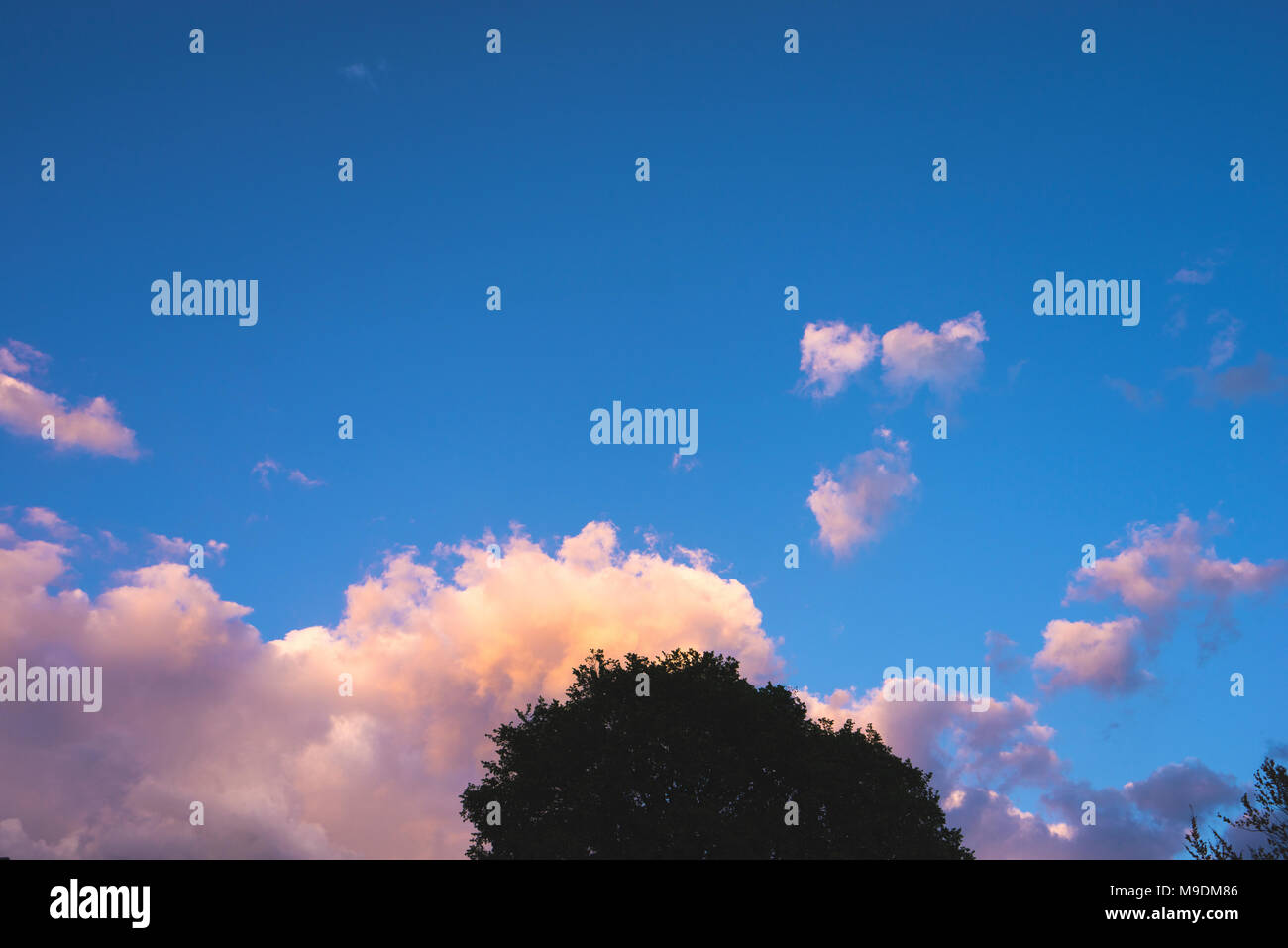 Pink cloud on a blue sky with tree at the foreground Stock Photo