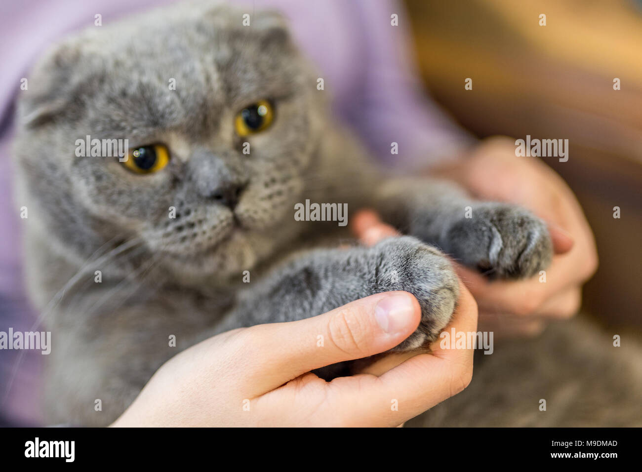 Closeup fluffy cat's paw in human hands. Pets care and friendship