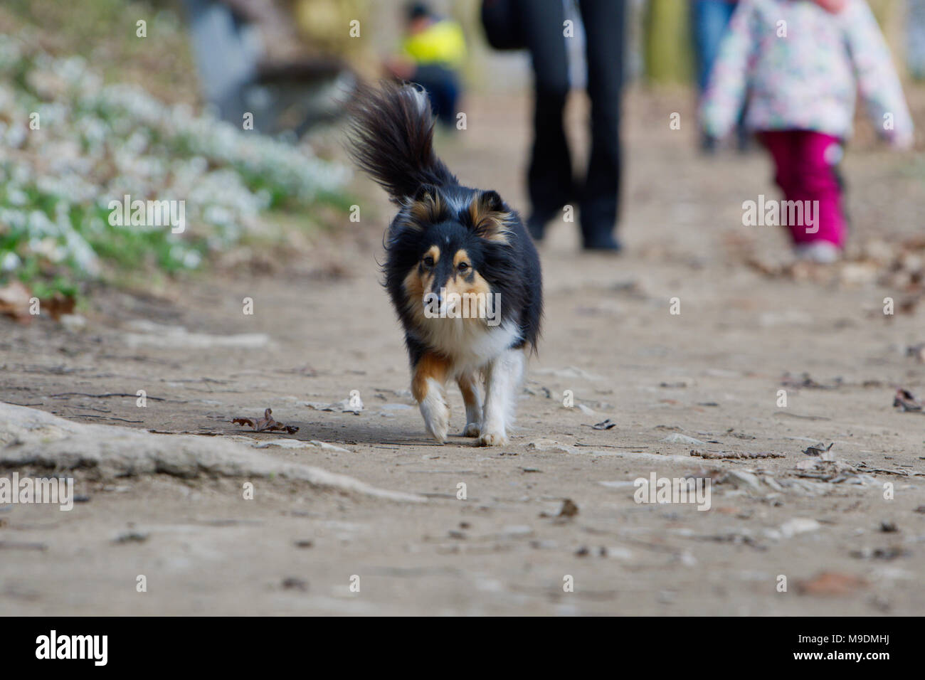 Tricolor shetland sheepdog walking on the dusty road Stock Photo