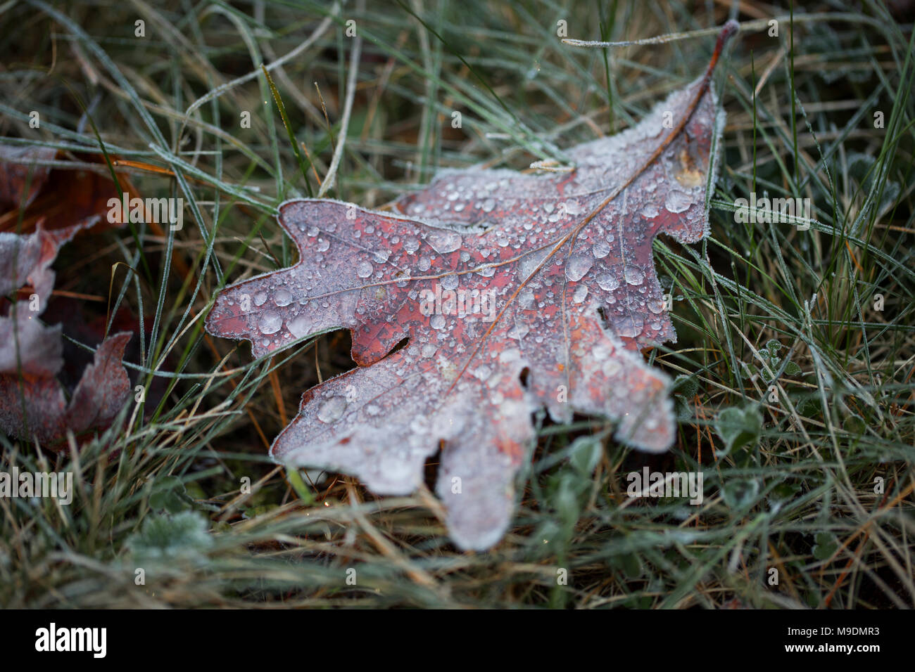 An oak (Quercus) leaf with water drops lying on the grass on a frosty fall morning. Stock Photo