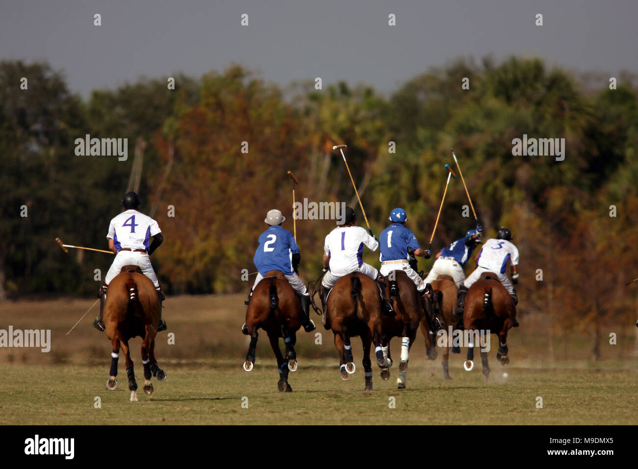 Polo in wellington hi-res stock photography and images - Alamy