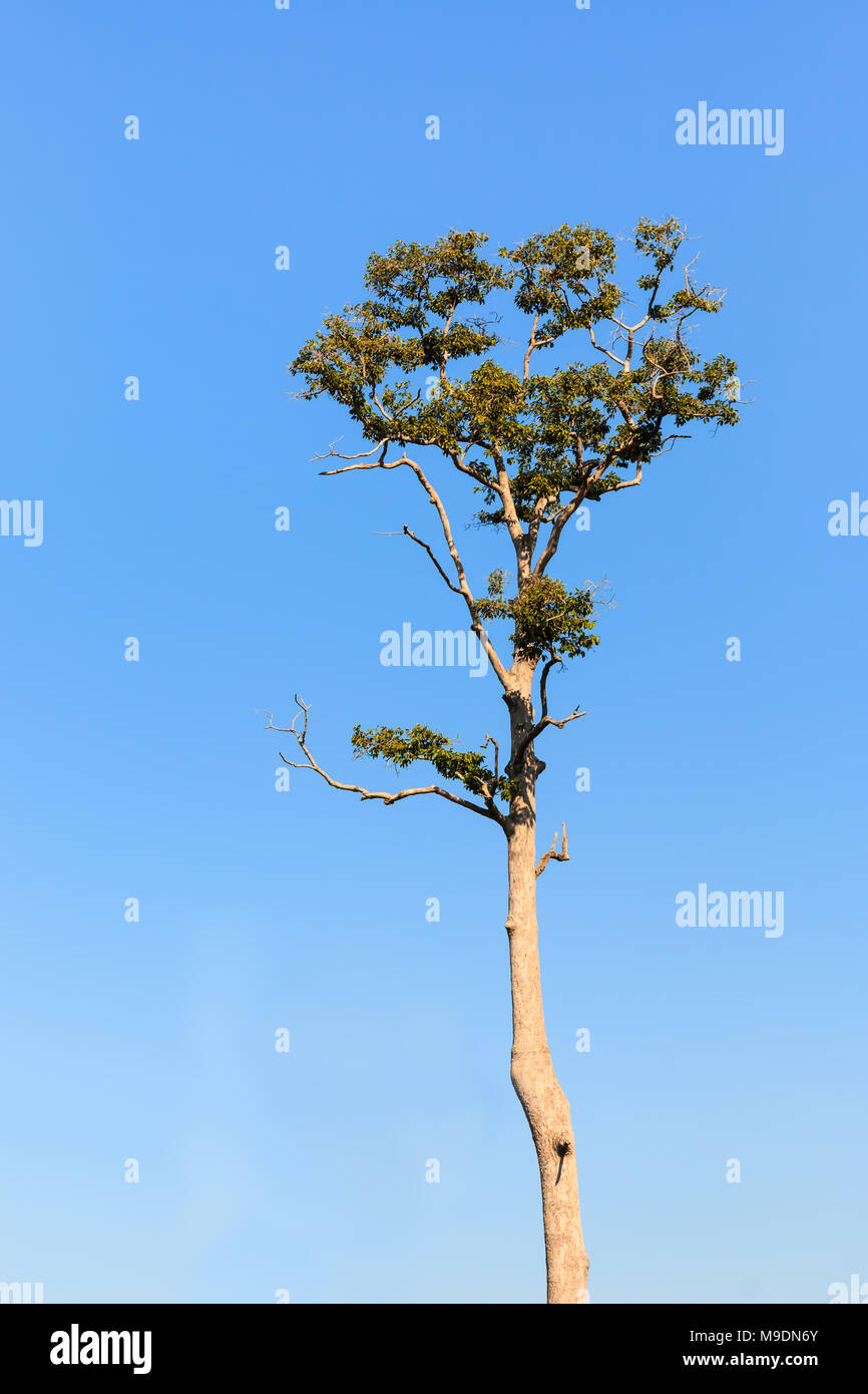 rubber trees or rubber tree on sky background Stock Photo