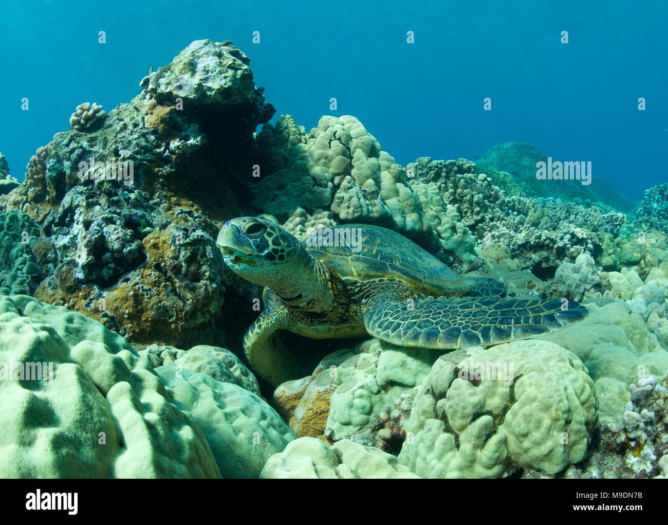 Hawaiian green sea turtle coral hi-res stock photography and images - Alamy