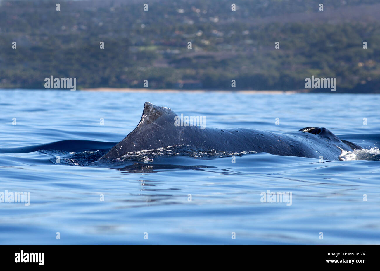 Humpback whales surfaces as seen from a kayak off Makena, Maui, Hawaii. Stock Photo