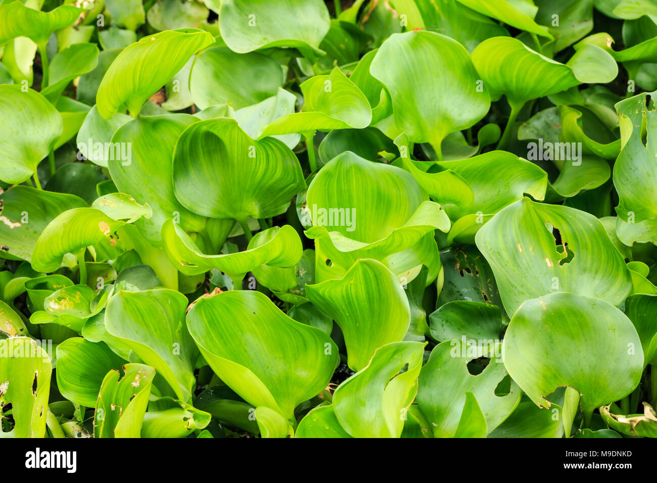 crowd water hyacinth in a pond Stock Photo Alamy