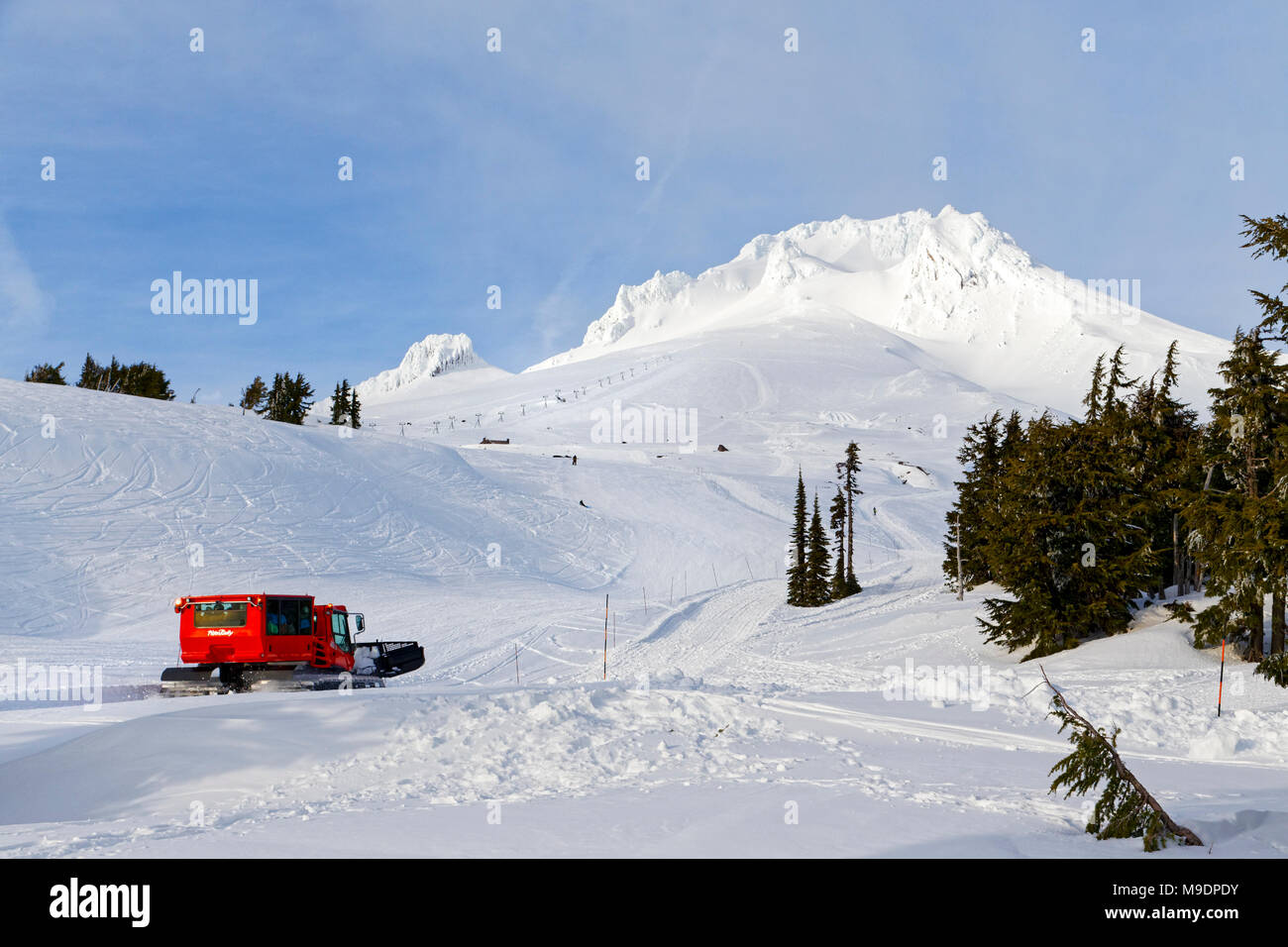 42,778.00959 trees Mt Hood (11,240’), red snowcat going up hill grooming the Timberline Mountain Ski Area Stock Photo