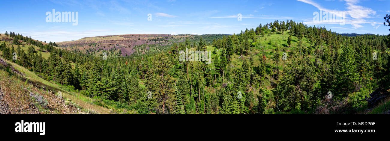 42,903.04281 panorama of green meadows in conifer forest rocky canyons, hills and hillsides, distant rock cliffs, blue sky Stock Photo