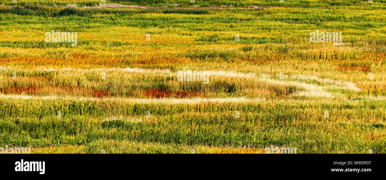 42,993.05695 colorful fall marsh grasses looking like a cloth tapestry of green gold red maroon yellow tan, Malheur National Wildlife Refuge, Oregon Stock Photo