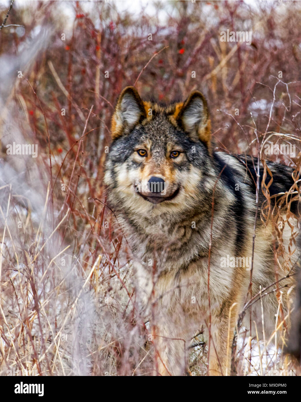 43,107.08499 dark mottled gray wolf, ears up, alert and looking at you from within winter brush Stock Photo