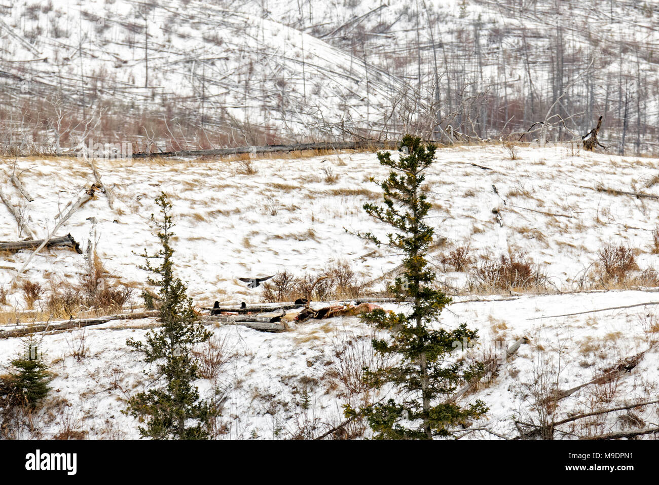 43,110.08640 wide view of four 4 ravens on a wolf-killed bull elk carcass skeleton bones lying in the winter snow Stock Photo