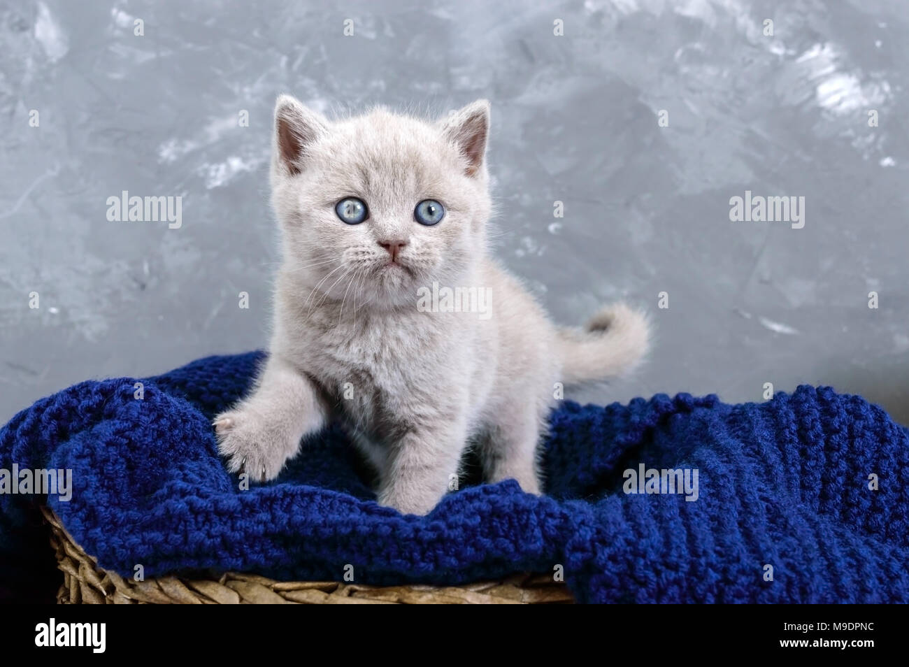 British Lilac Shorthair Cat Stock Photos British Lilac Shorthair