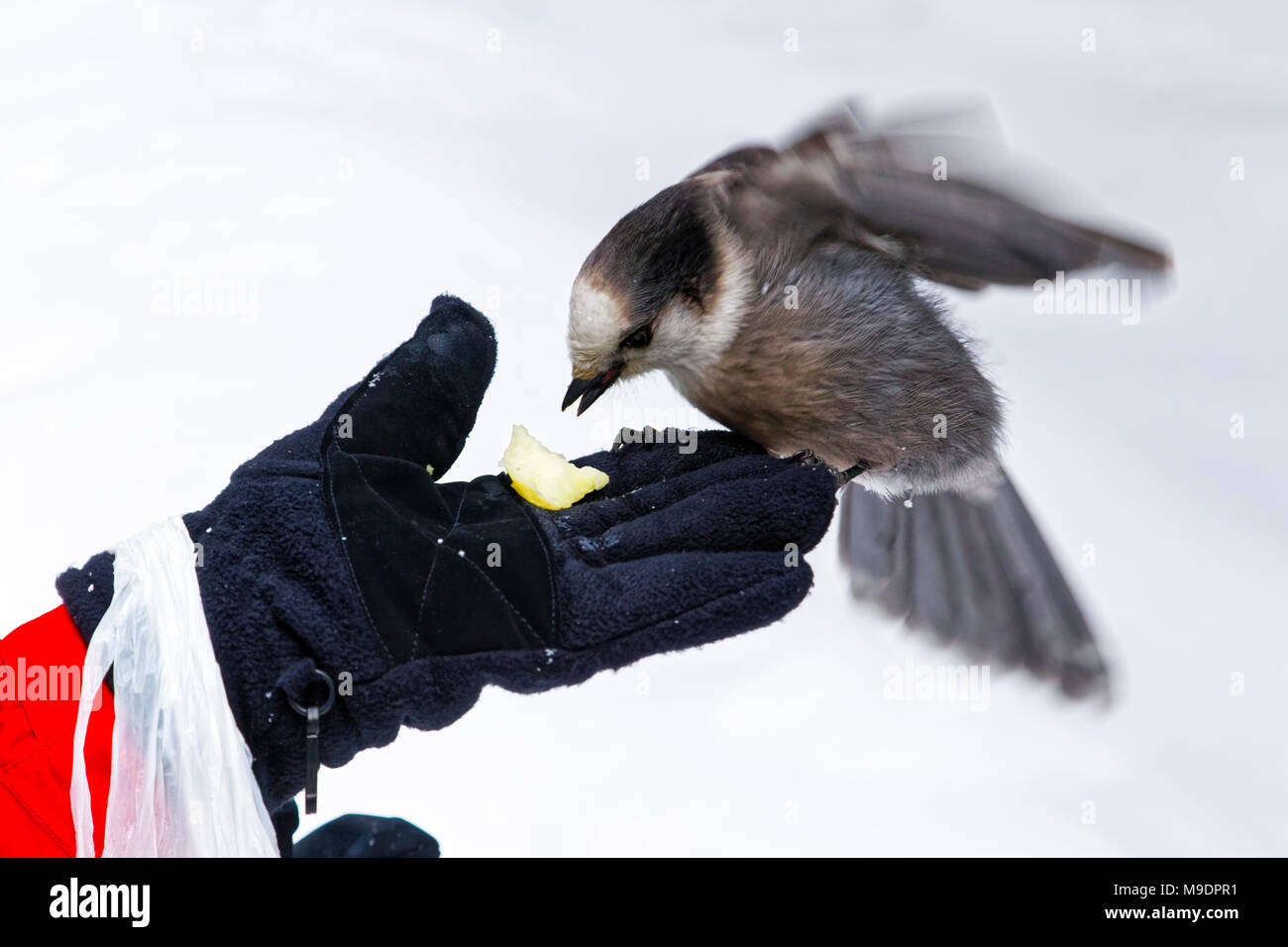 43,118.09134 close-up of Gray Jay, Canada jay flapping its wings and eating out of a woman’s gloved hand while she feeds the bird Stock Photo