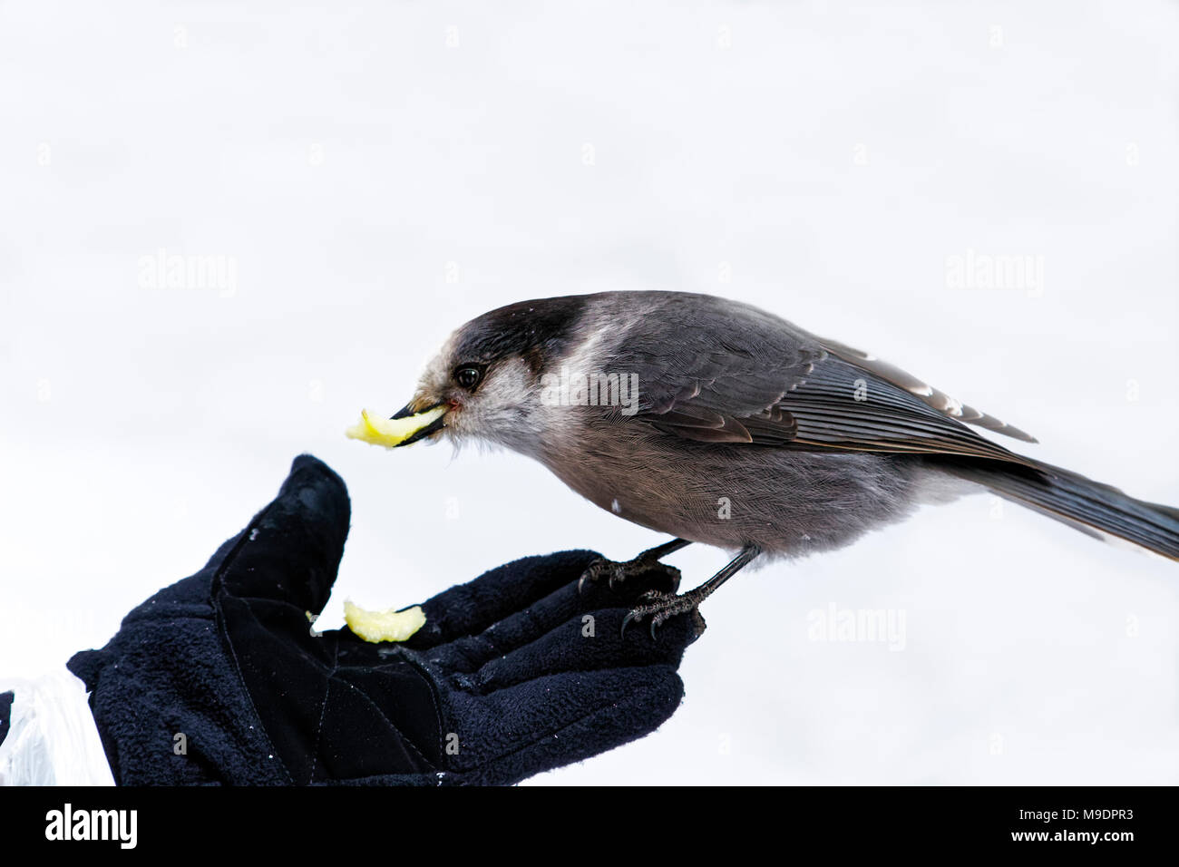 43,118.09138 close-up of Gray Jay, Canada jay eating out of a woman’s gloved hand while she feeds the bird Stock Photo