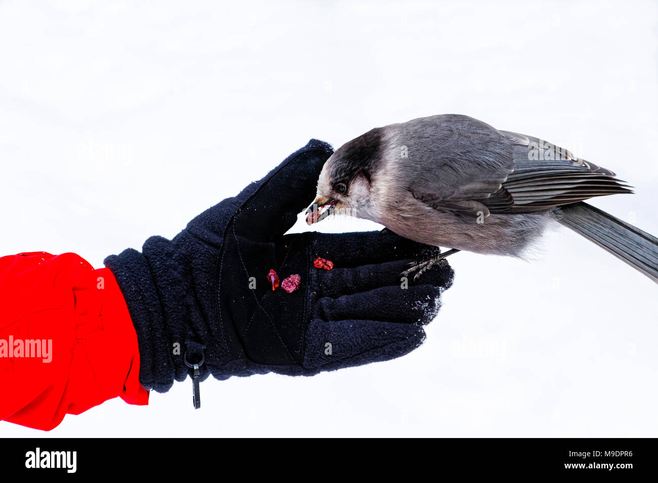 43,118.09166 close-up of Gray Jay, Canada jay eating cranberries out of a woman’s gloved hand; while she feeds the bird out of her hand Stock Photo