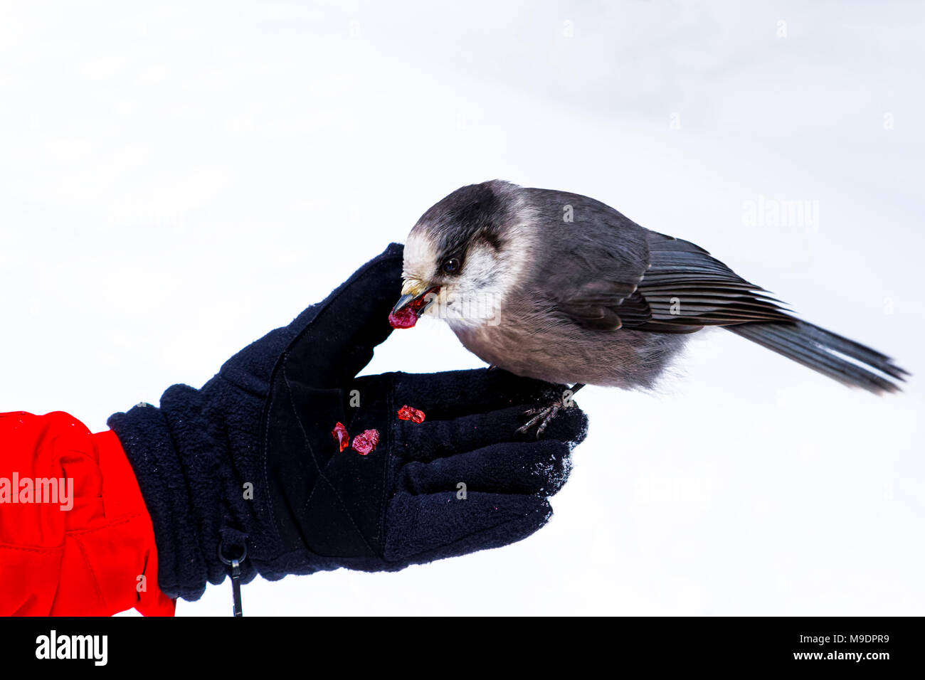 43,118.09168 close-up of Gray Jay, Canada jay eating cranberries out of a woman’s gloved hand; while she feeds the bird out of her hand Stock Photo