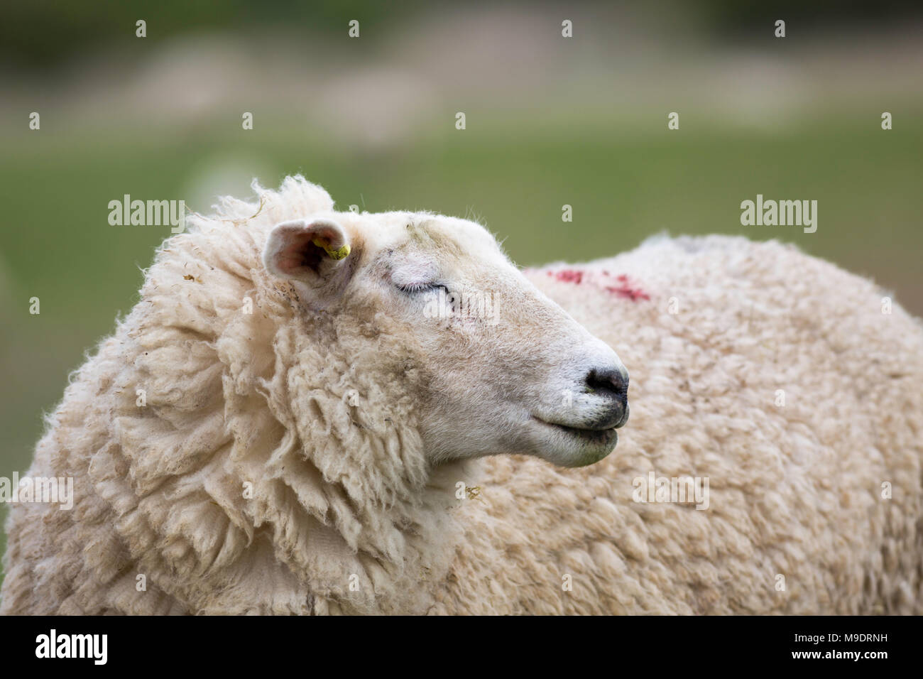 Sheep with their eyes closed, Romney Marsh, Kent, UK. Stock Photo