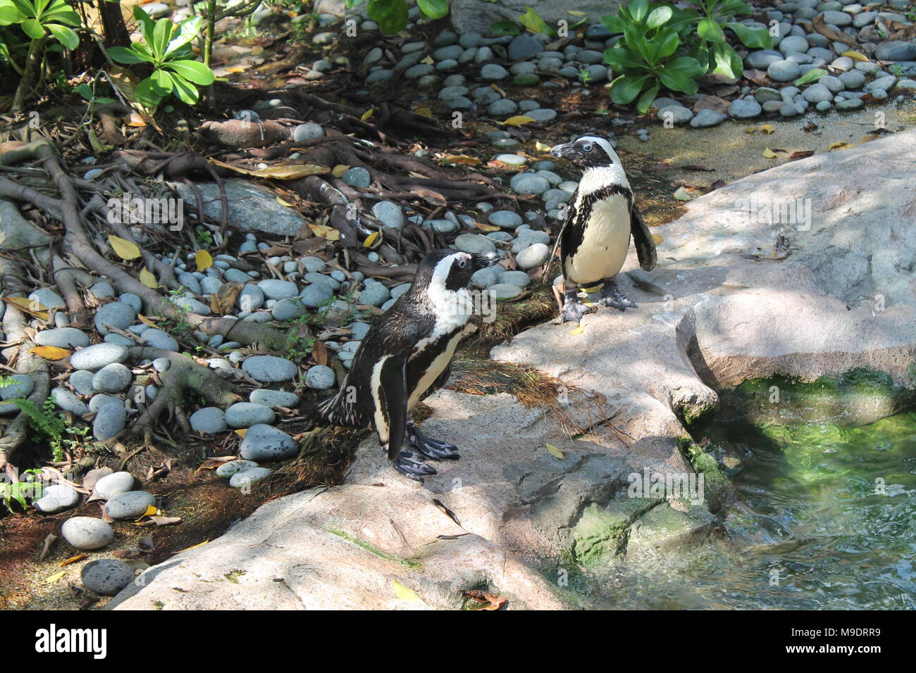 Penguin on rocks in green forest- location is Singapore Zoo Stock Photo -  Alamy