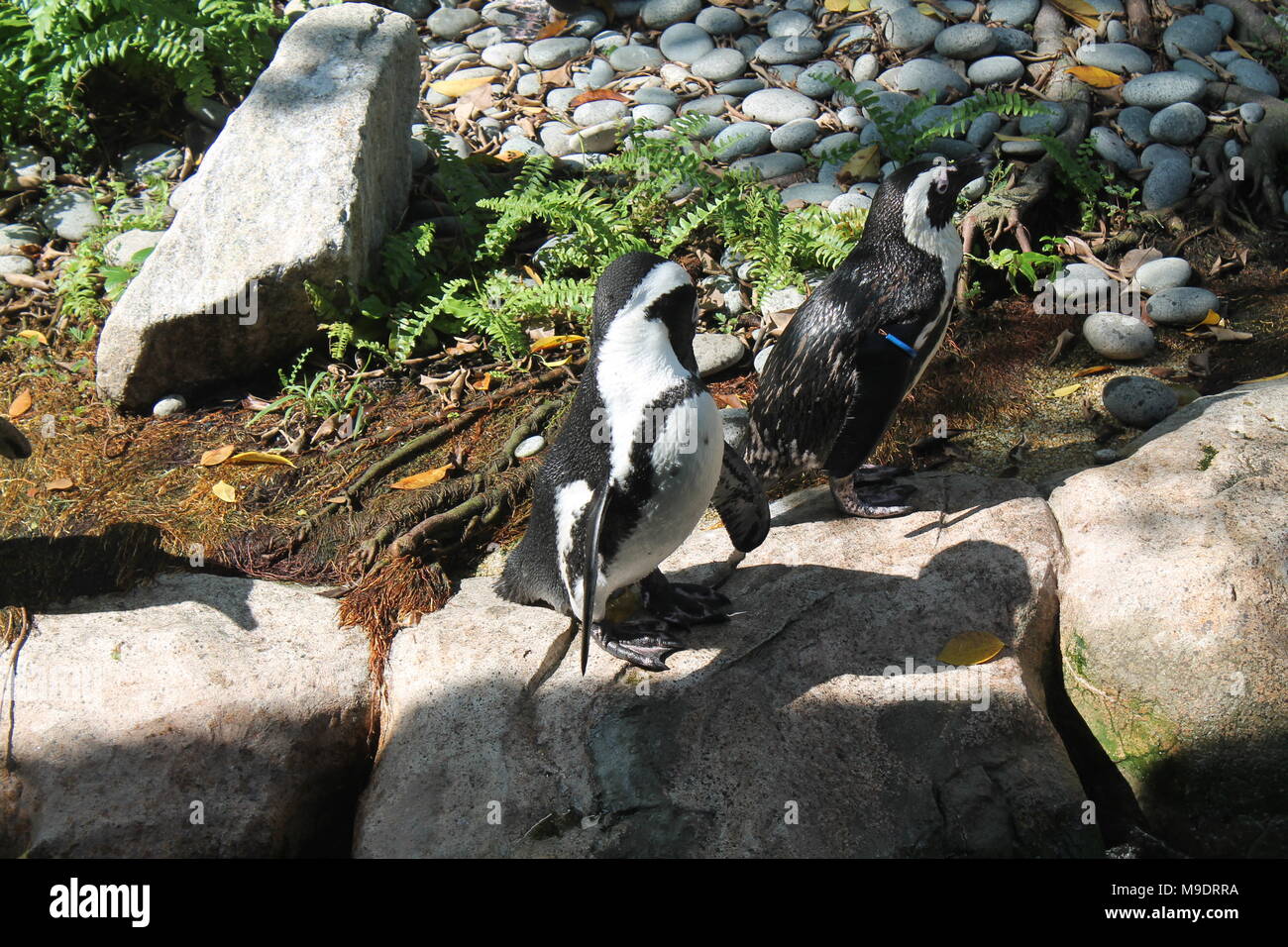 Penguin on rocks in green forest- location is Singapore Zoo Stock Photo -  Alamy