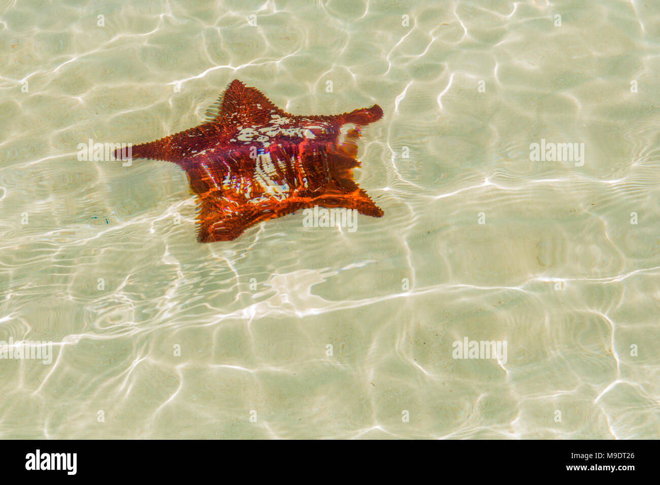 Bahamian Sandy Beach featuring crystal clear water showing gorgeous red starfish Stock Photo