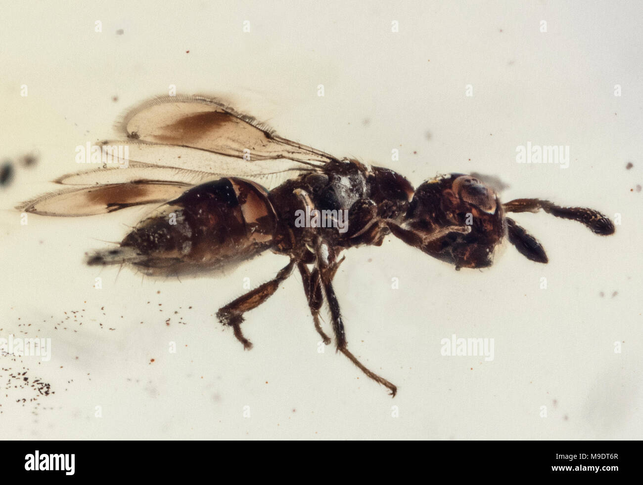40 MYO Parasitic Wasp in Amber from the Superfamily Chalcidoidea Stock Photo