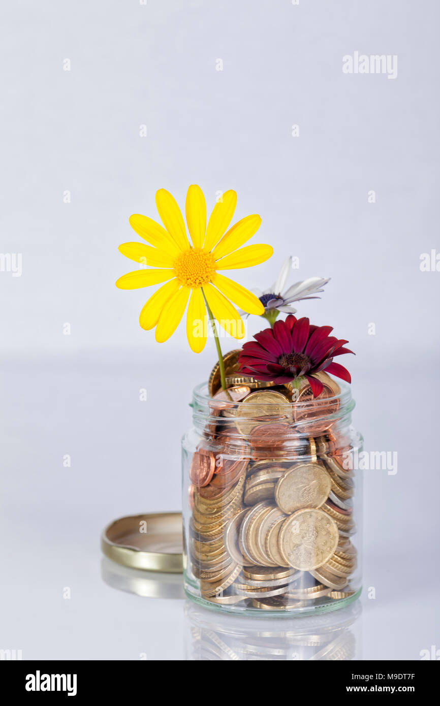 Money flowers in a glass jar full of euro coins on white background. Stock Photo