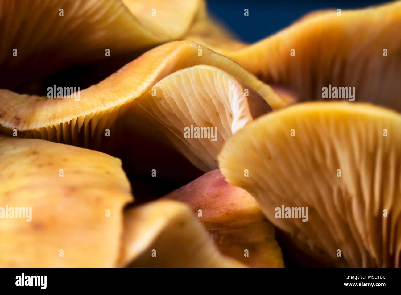 Macro photography of the chthonic and destructive Armillaria tabescens or honey fungus of the Armillaria genus showing structure and pigmentation Stock Photo