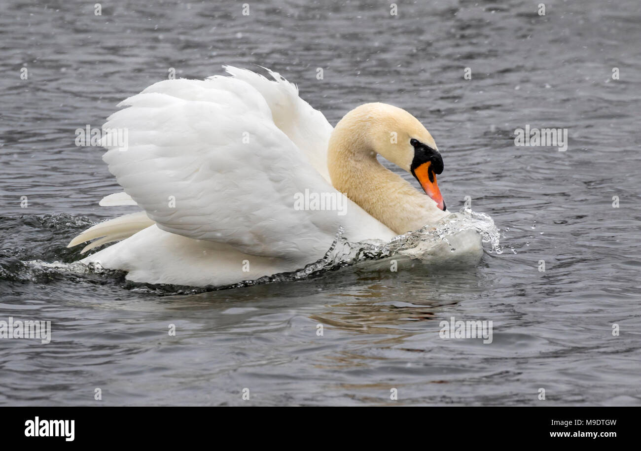 Mute swan (Cygnus olor) under snowfall in aggressive posture, Ames, Iowa, USA Stock Photo