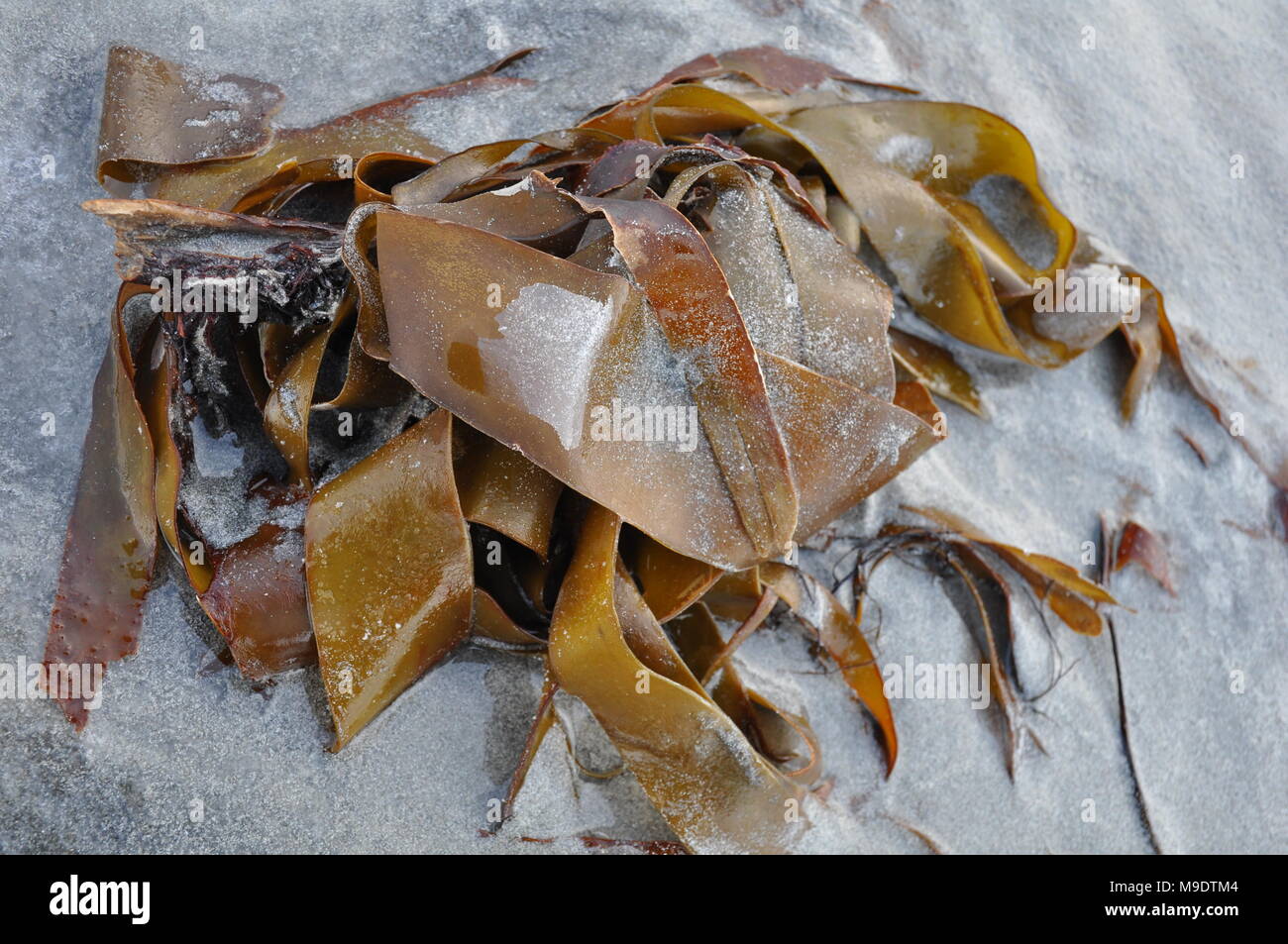 Close up of seaweed on beach, Lofoten, Norway Stock Photo