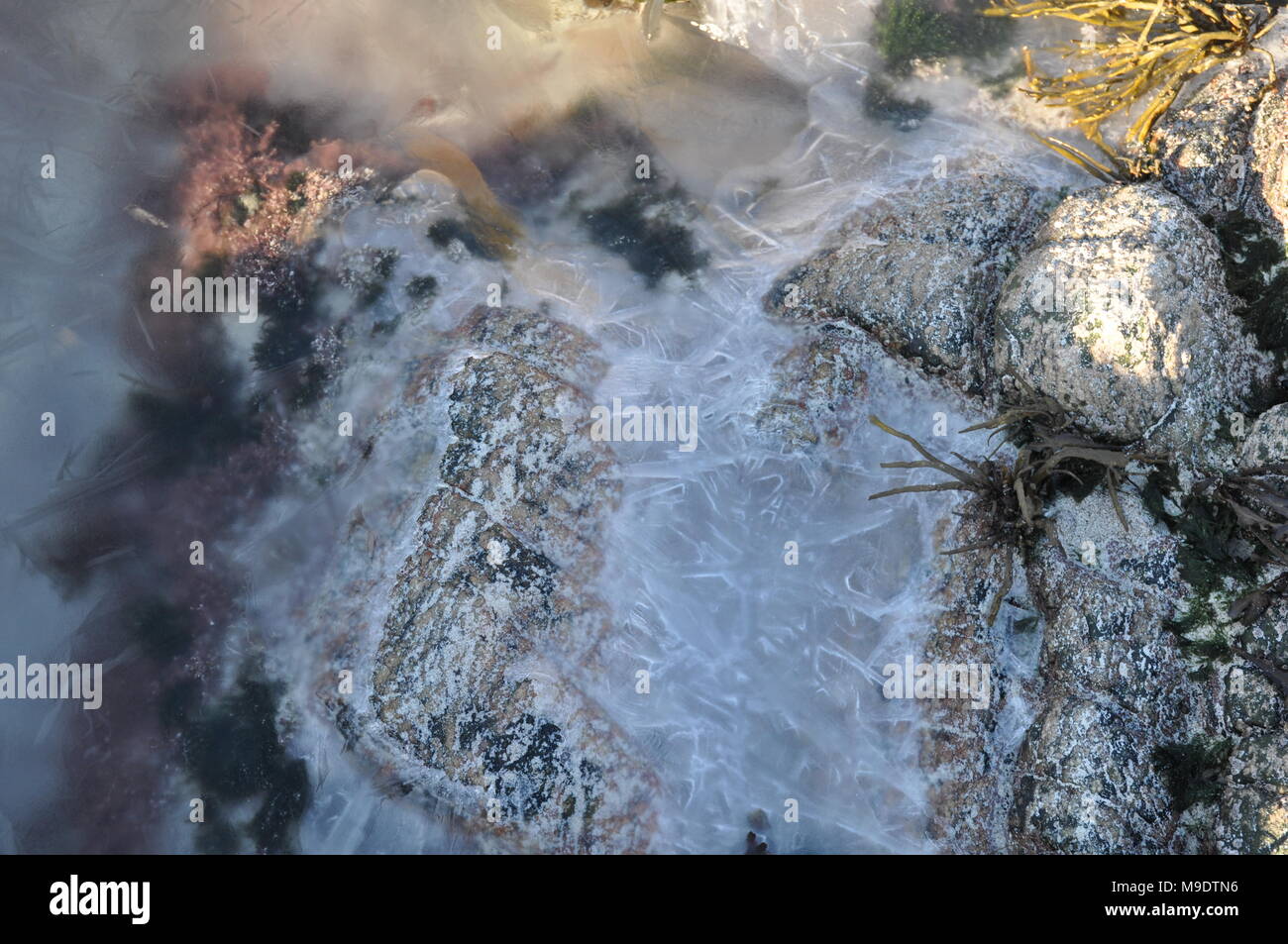 Frozen Rolling Rocks Frozen rock in ice layer, Lofoten, Norway Stock Photo - Alamy