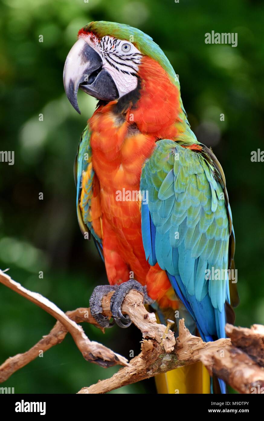 The Harlequin Macaw is a first generation hybrid macaw. It is a cross between a Blue and Gold Macaw (Ara ararauna) and a Green-winged Macaw Stock Photo