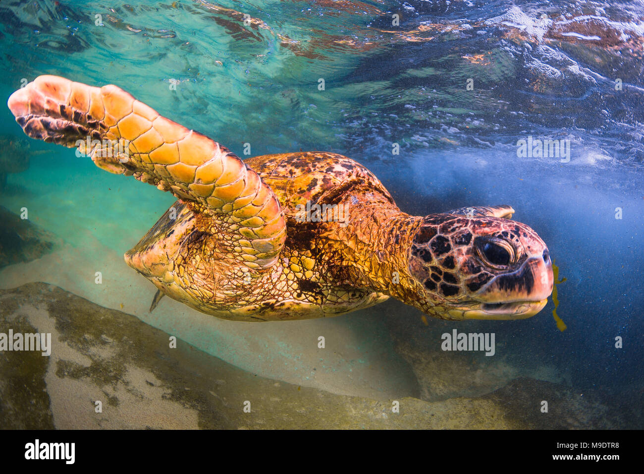 Hawaiian Green Sea Turtle swimming underwater Stock Photo - Alamy