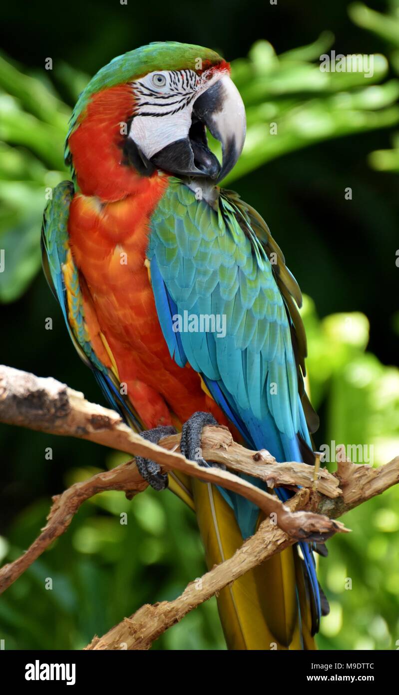 The Harlequin Macaw is a first generation hybrid macaw. It is a cross between a Blue and Gold Macaw (Ara ararauna) and a Green-winged Macaw Stock Photo
