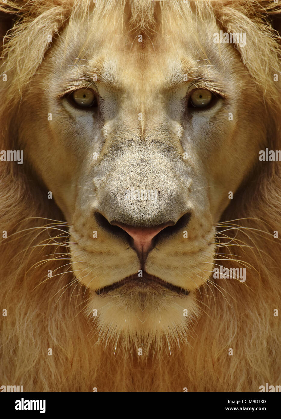 Close-up portrait of the face of a male lion (Panthera leo). Stock Photo