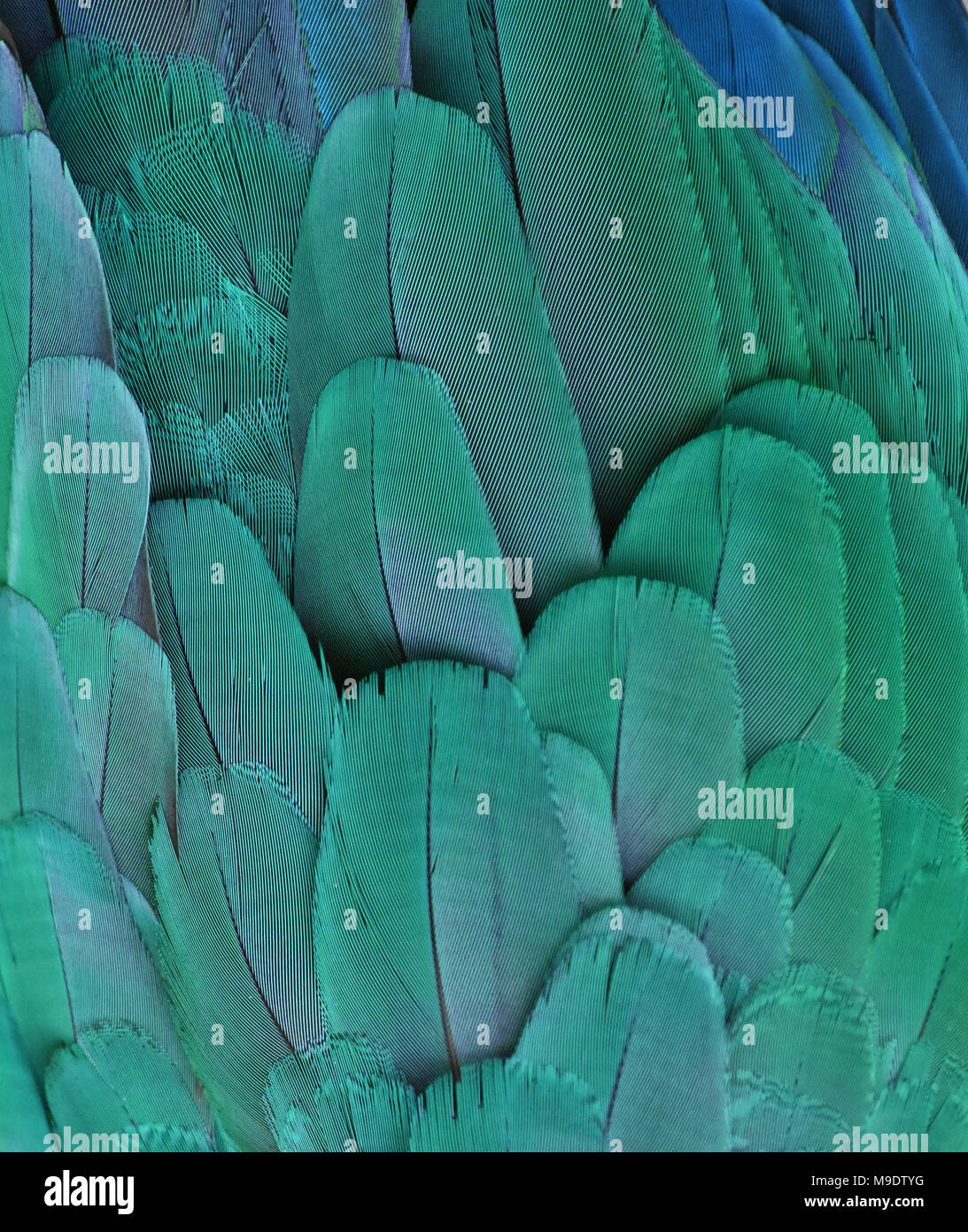 Macro photograph of the blue feathers of a macaw. Stock Photo