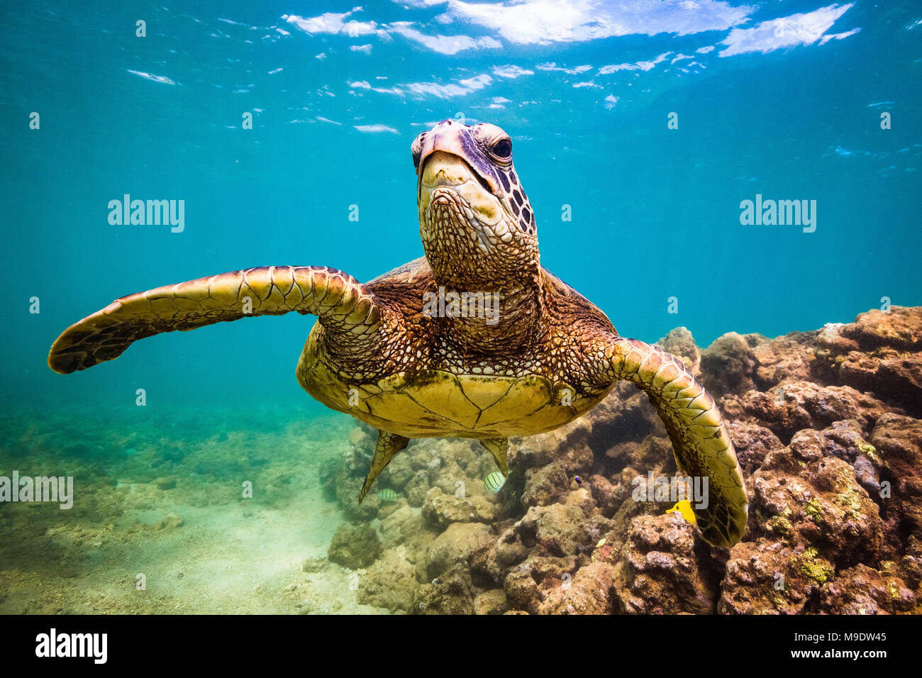 Hawaiian Green Sea Turtle swimming underwater Stock Photo - Alamy