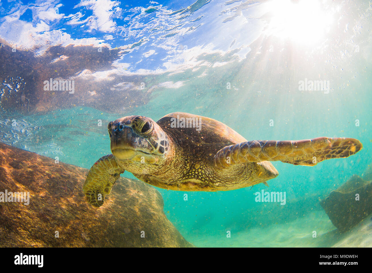 Hawaiian Green Sea Turtle swimming underwater Stock Photo - Alamy