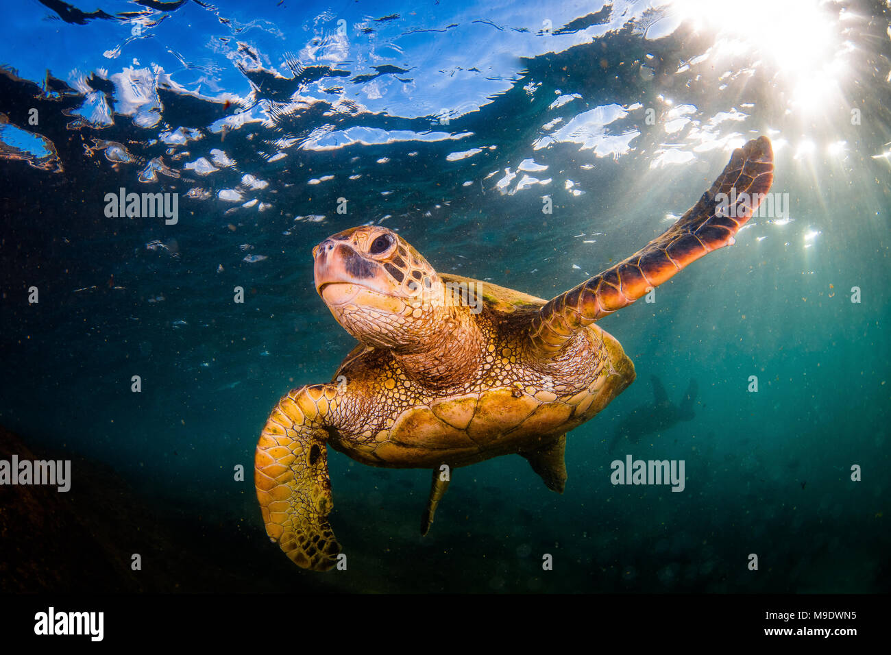 Hawaiian Green Sea Turtle swimming underwater Stock Photo - Alamy