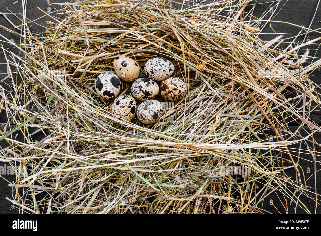 Close up view from above of seven quail eggs in fresh hay nest on flack  stone background surface Stock Photo - Alamy