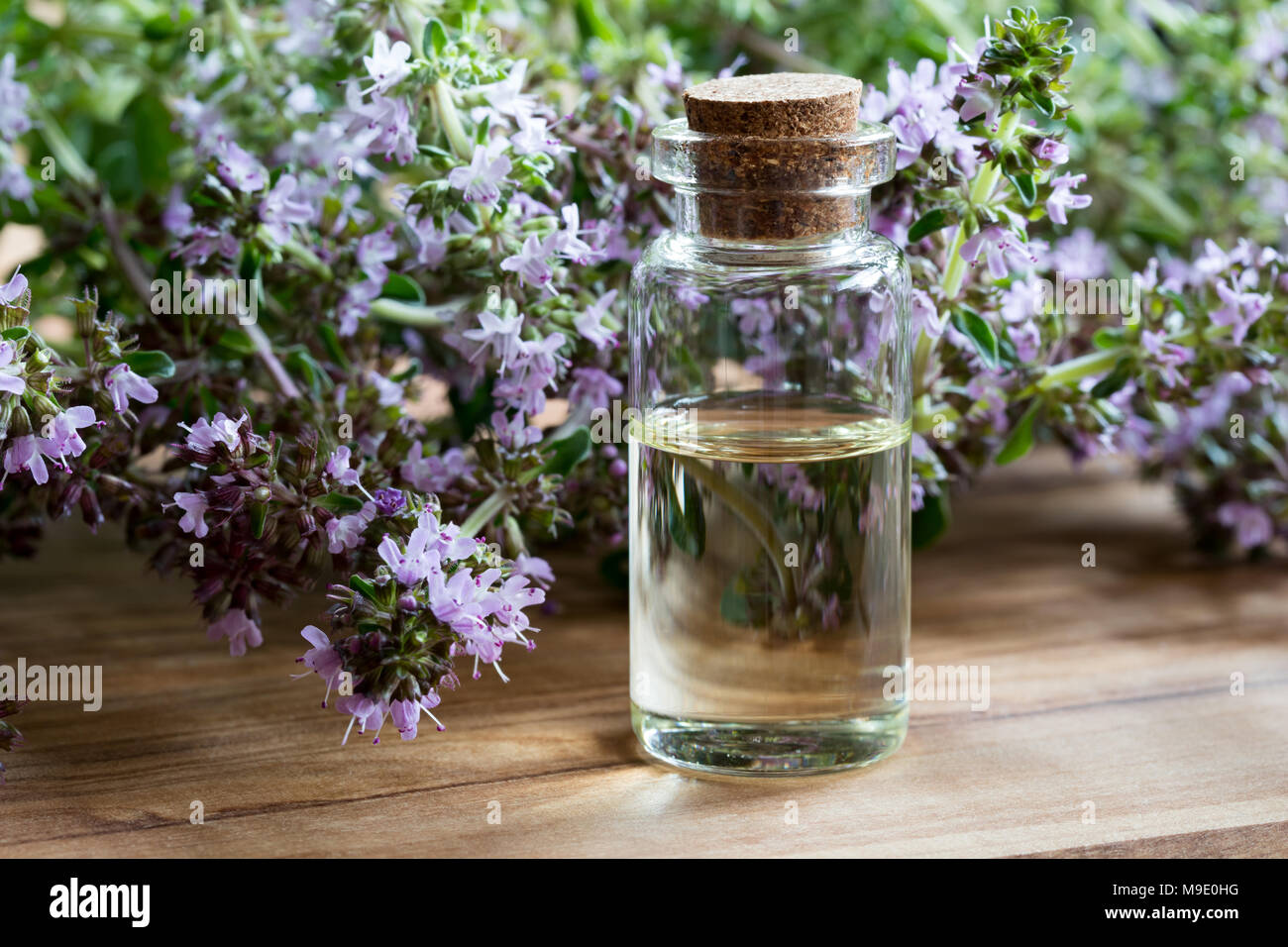 A bottle of thymus serpyllum (Breckland thyme) essential oil with fresh blooming thymus