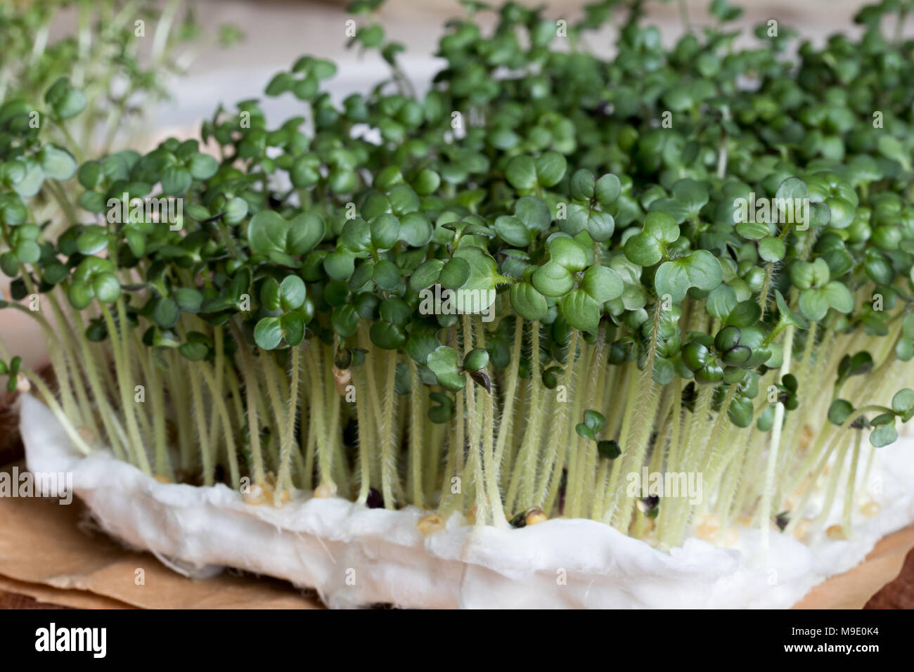 Белая горчица проростки. Проросшие семена горчицы. Горчица семена микрозелень. Проросшие семена горчицы. Проростки редис.