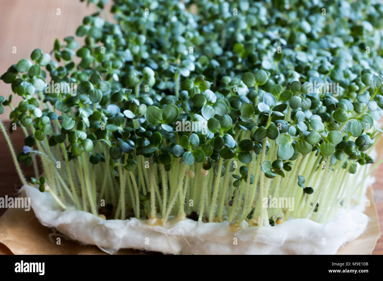 Yellow mustard sprouts grown for five days, young leaves and stems