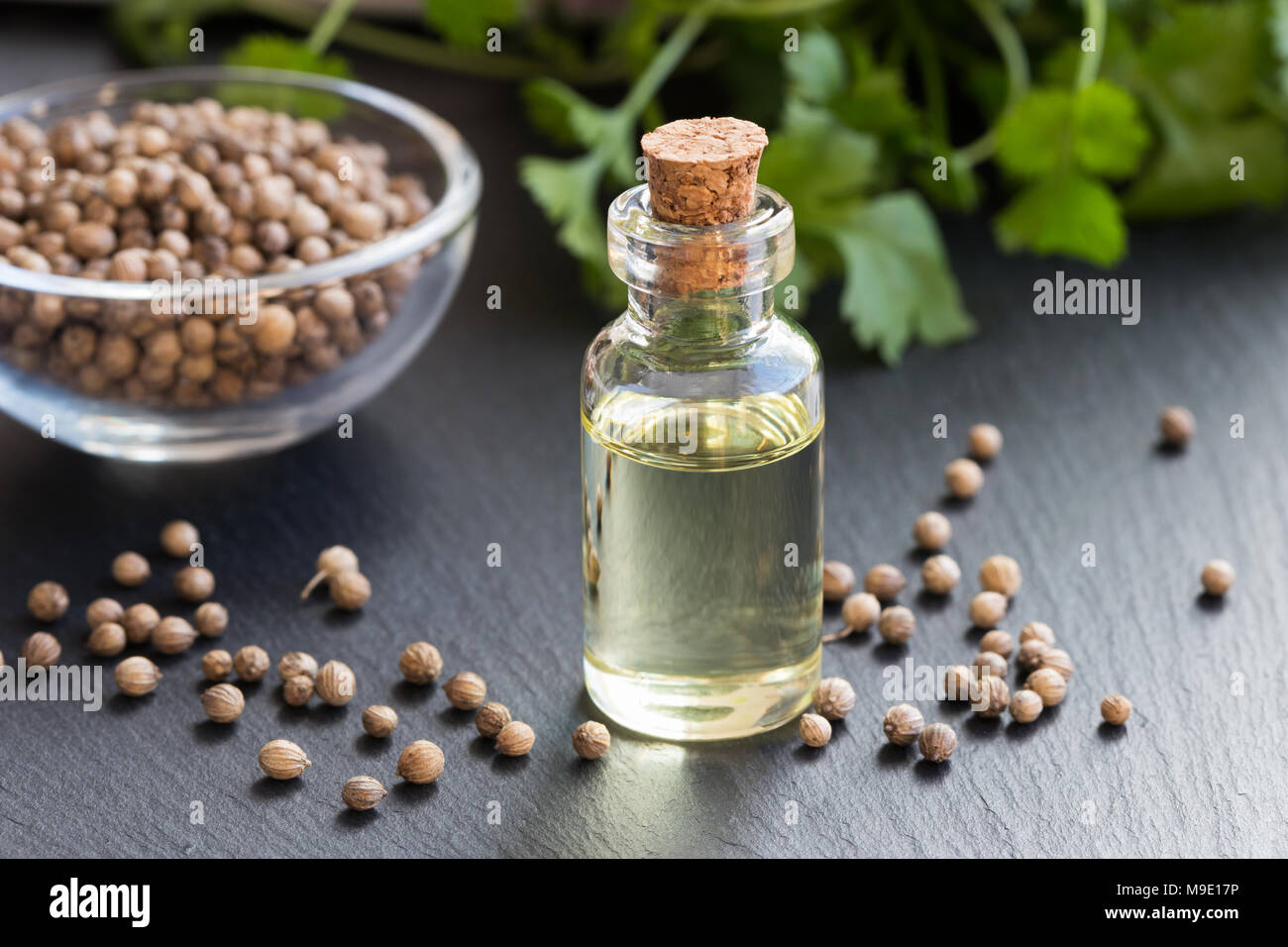 Chinese herbal medicine coriander hires stock photography and images Alamy