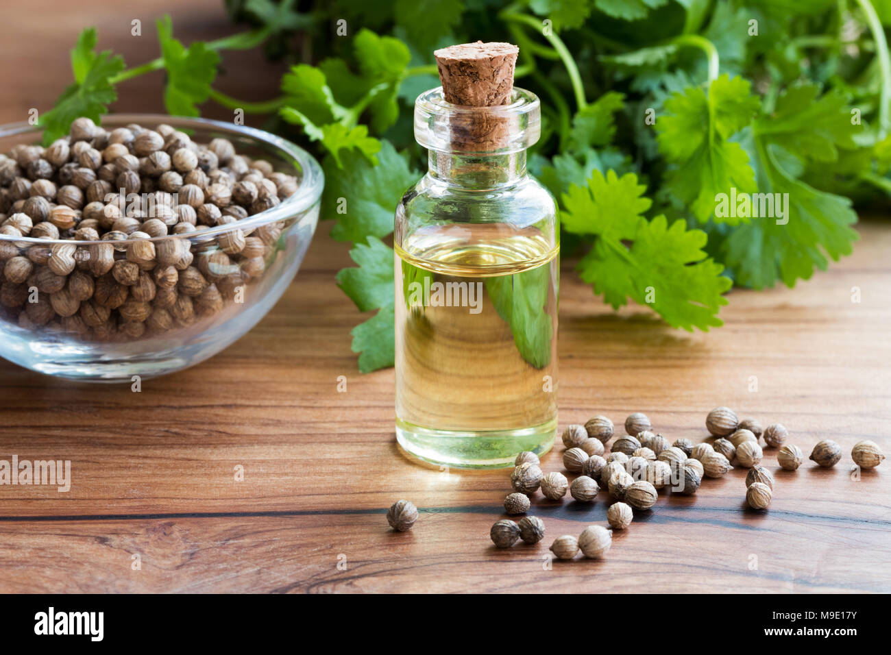A bottle of coriander essential oil with coriander seeds and green cilantro leaves in the background Stock Photo
