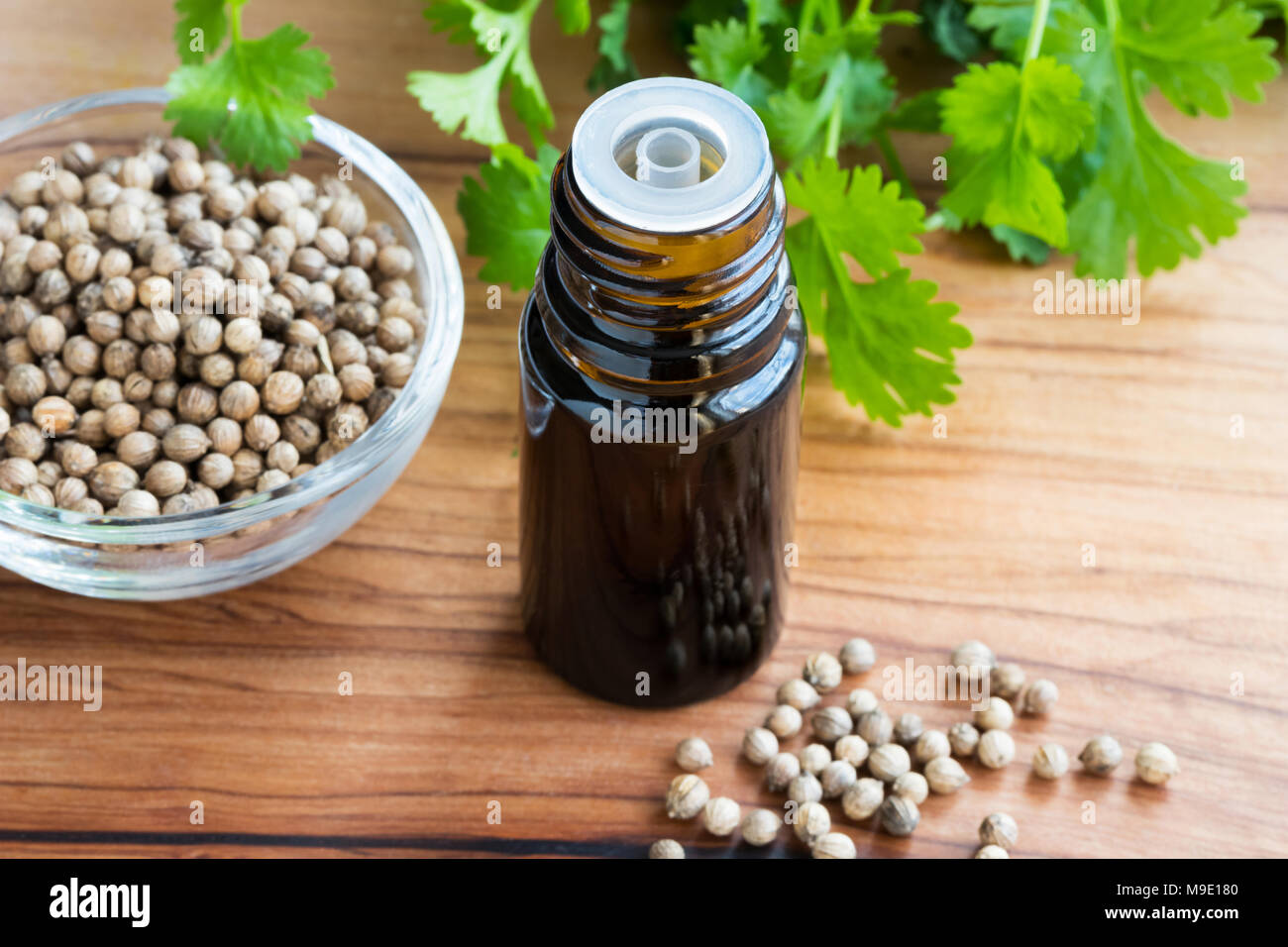 A dark bottle of coriander essential oil with coriander seeds and fresh