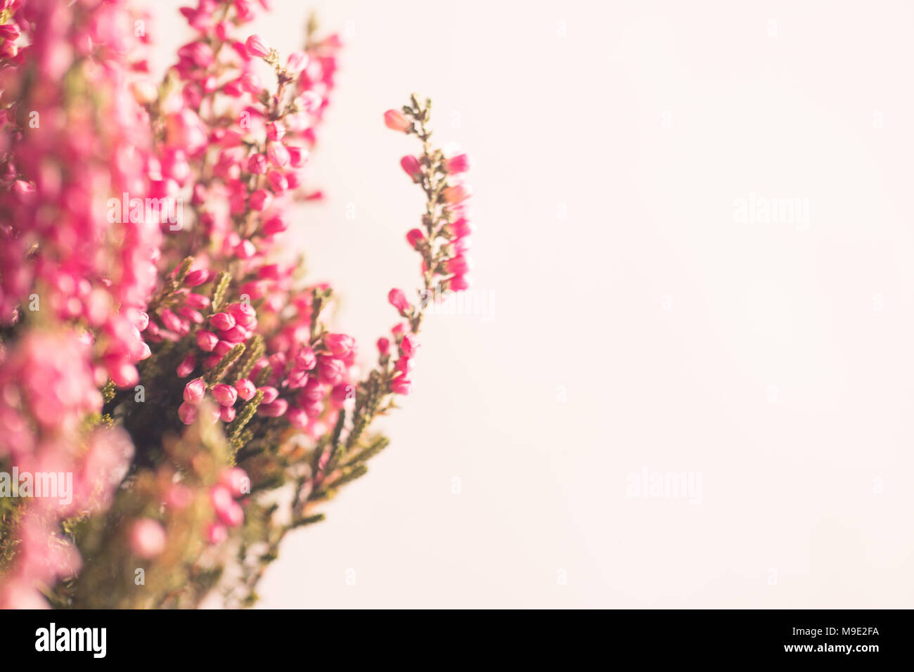 Heather flowers in gray flowerpot. White background. Space for text. Stock Photo