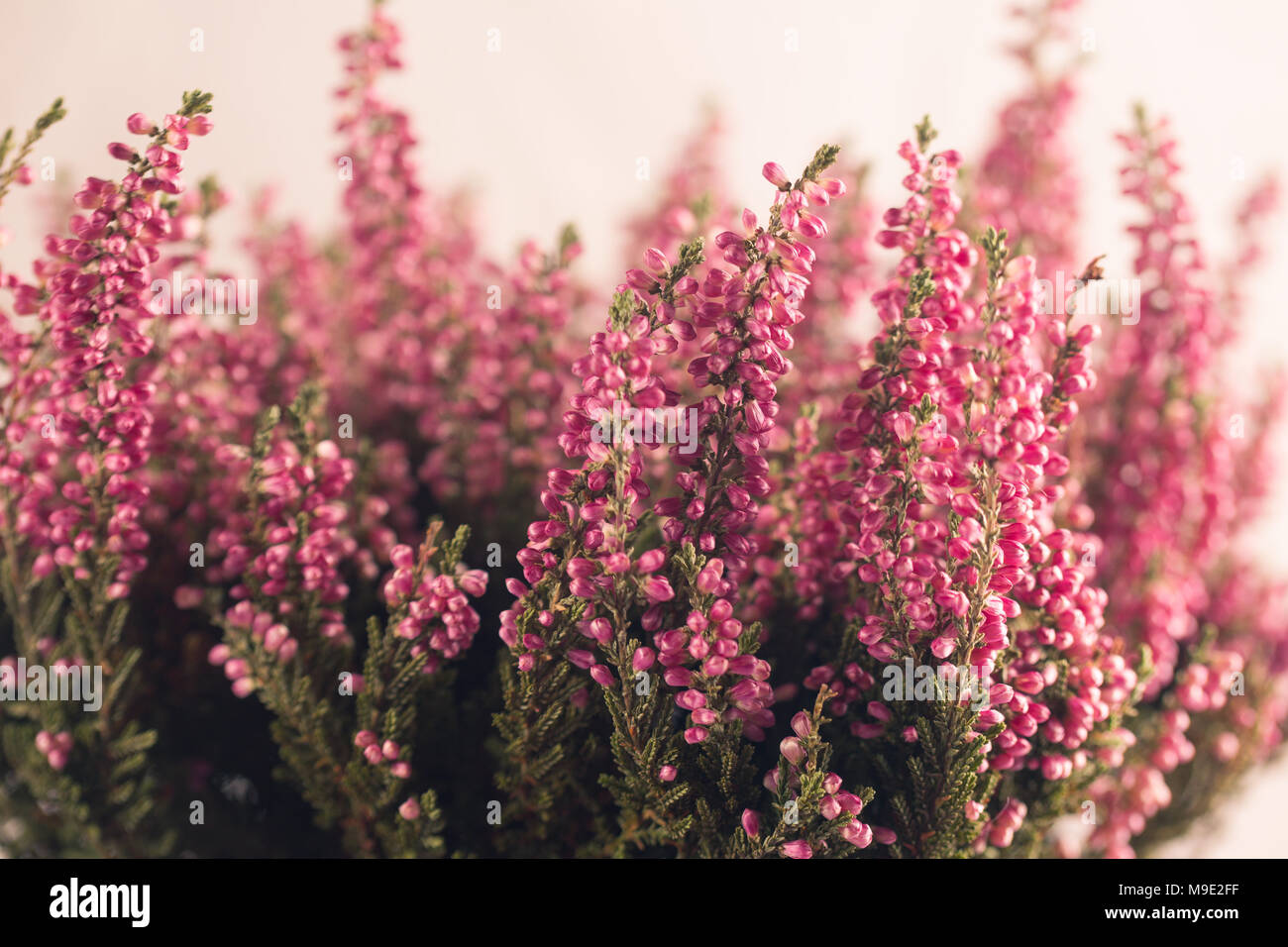 Heather flowers in gray flowerpot. White background. Space for text. Stock Photo