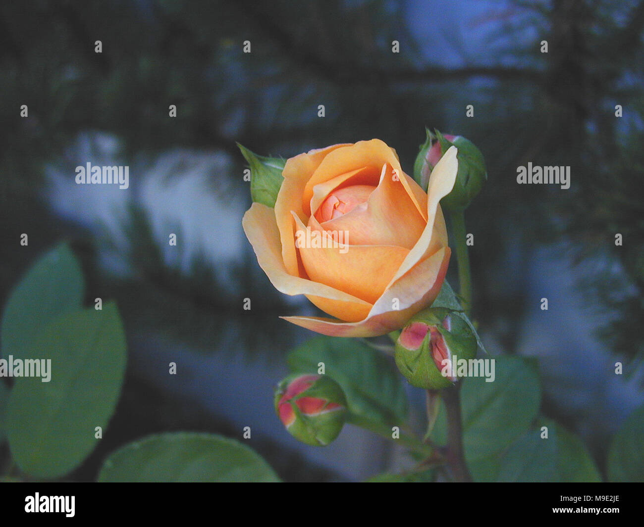 Charles Austin, Ausfather' English Rose, Engelsk ros (Rosa Stock Photo -  Alamy