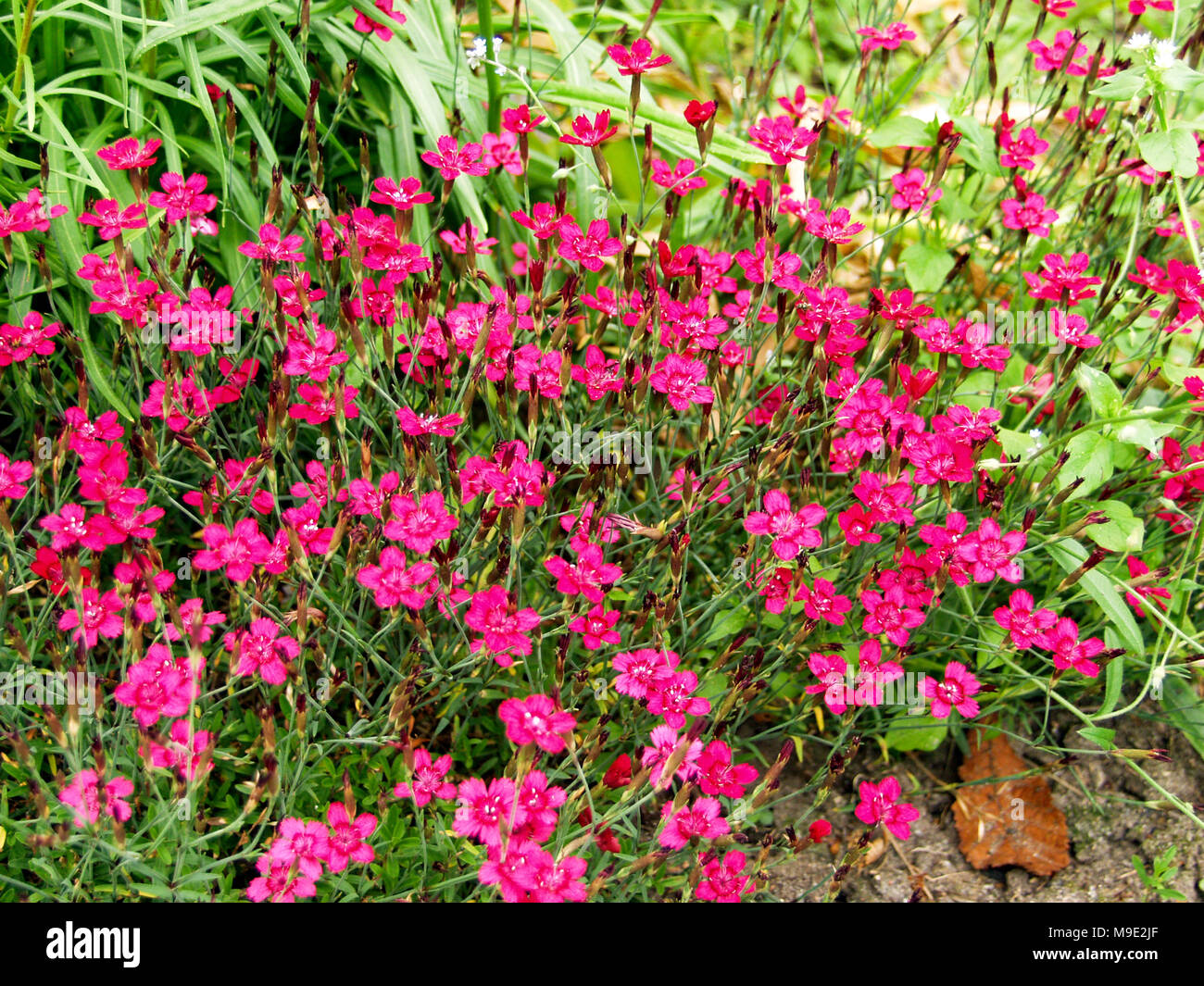 'Telstar' China Pink, Sommarnejlika (Dianthus chinensis) Stock Photo
